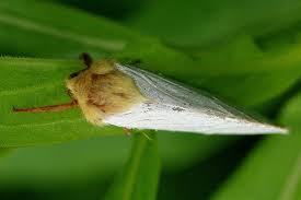 Attēlu rezultāti vaicājumam “Hepialus humuli male”