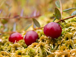 Attēlu rezultāti vaicājumam “Oxycoccus”