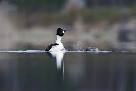 Attēlu rezultāti vaicājumam “Bucephala clangula male”