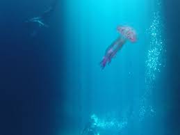 Image result for Apneists UK