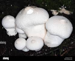 Attēlu rezultāti vaicājumam “Reticularia lycoperdon young”