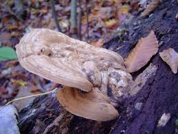 Attēlu rezultāti vaicājumam “Ganoderma applanatum”