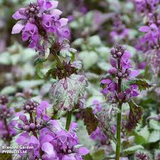 Attēlu rezultāti vaicājumam “Lamium maculatum flower”