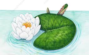 Attēlu rezultāti vaicājumam “Nymphaea alba flower”