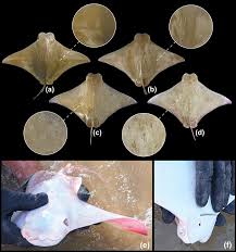 Image result for Rhinoptera bonasus