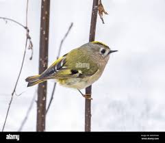 Attēlu rezultāti vaicājumam “Regulus regulus”