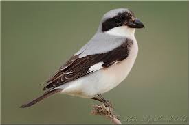 Image result for Lanius minor