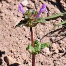 Attēlu rezultāti vaicājumam “Lamium amplexicaule flower”