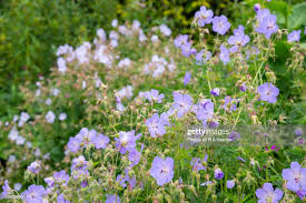 Image result for Geranium pratense