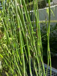 Attēlu rezultāti vaicājumam “Equisetum hyemale”