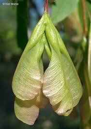 Attēlu rezultāti vaicājumam “Acer negundo female flower”