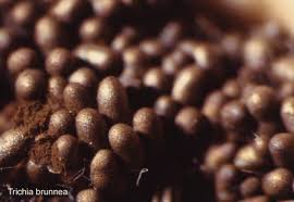 Attēlu rezultāti vaicājumam “Didymium annulisporum spores”