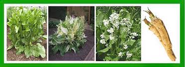 Attēlu rezultāti vaicājumam “Armoracia rusticana leaf”