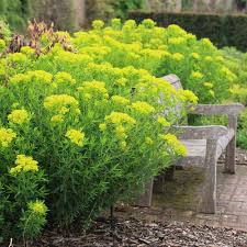 Attēlu rezultāti vaicājumam “Euphorbia palustris”