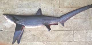 Image result for Alopias superciliosus