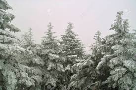 Attēlu rezultāti vaicājumam “Abies mariesii”