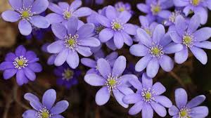 Attēlu rezultāti vaicājumam “Hepatica nobilis flower”