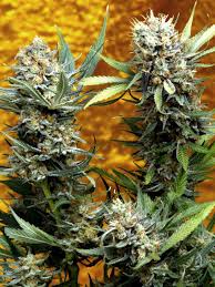 Attēlu rezultāti vaicājumam “Cannabis sativa fruit”