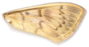 Attēlu rezultāti vaicājumam “Pleuroptya ruralis”