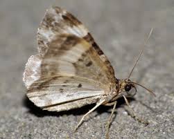 Attēlu rezultāti vaicājumam “Euphyia unangulata”