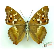 Attēlu rezultāti vaicājumam “Apatura ilia underside”