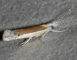 Attēlu rezultāti vaicājumam “Ypsolophidae”