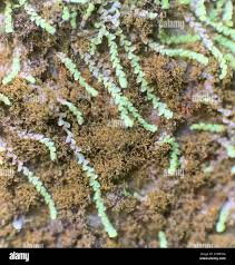 Attēlu rezultāti vaicājumam “Jungermanniopsida”