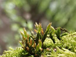 Attēlu rezultāti vaicājumam “Orthotrichum speciosum sporophyte”