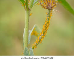 Attēlu rezultāti vaicājumam “Trachyspora intrusa”