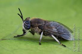 Attēlu rezultāti vaicājumam “Heptatoma pellucens”