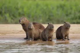 Attēlu rezultāti vaicājumam “Hydrochoerus hydrochaeris”