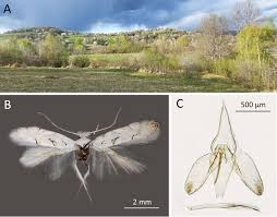 Attēlu rezultāti vaicājumam “Gracillariidae”