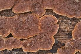 Attēlu rezultāti vaicājumam “Cribraria rubiginosa spores”