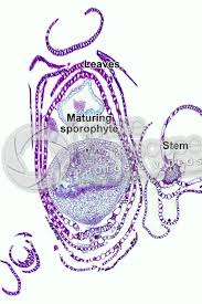 Attēlu rezultāti vaicājumam “Sphagnum sporophyte”