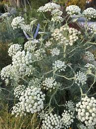 Attēlu rezultāti vaicājumam “Enteridium corticatum sessile”