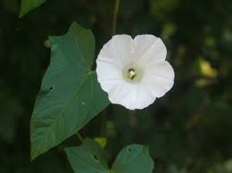 Attēlu rezultāti vaicājumam “Calystegia sepium leaf”