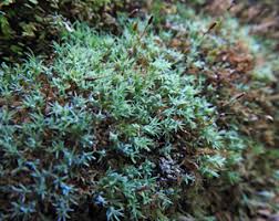 Attēlu rezultāti vaicājumam “Saelania glaucescens sporophyte”