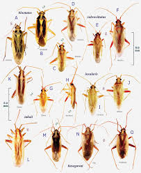 Attēlu rezultāti vaicājumam “Stenotus binotatus male”