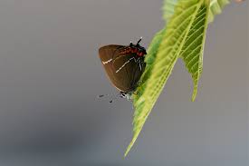 Attēlu rezultāti vaicājumam “Satyrium w-album underside”