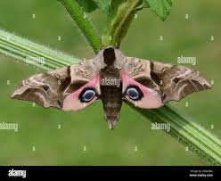 Attēlu rezultāti vaicājumam “Smerinthus ocellata”