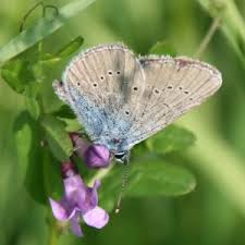 Attēlu rezultāti vaicājumam “Cyaniris semiargus underside”