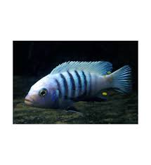 Risultati immagini per cynotilapia pulpican