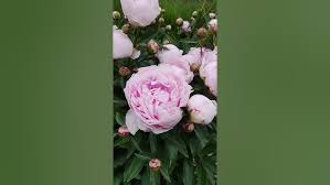 Image result for Pfingstrose