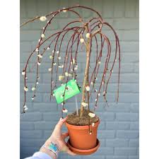 Attēlu rezultāti vaicājumam “Salix caprea”