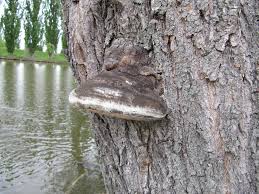 Attēlu rezultāti vaicājumam “Phellinus igniarius”
