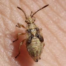 Attēlu rezultāti vaicājumam “Corizus hyoscyami imago”