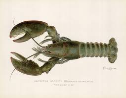 Image result for Homarus americanus