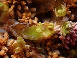 Attēlu rezultāti vaicājumam “Mylia anomala”