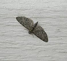 Attēlu rezultāti vaicājumam “Eupithecia icterata female”