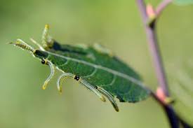Attēlu rezultāti vaicājumam “Zygaena cocoon”